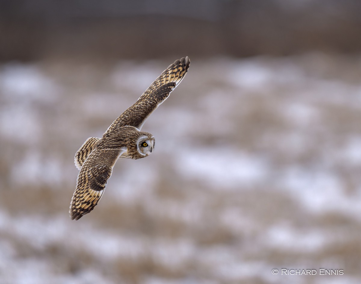 Vermont EBird Checklist 12 Jan 2024 Missisquoi NWR Headquarters   1200