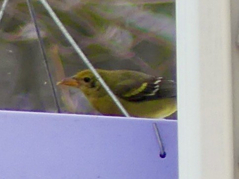 Western Tanager - ML613454727