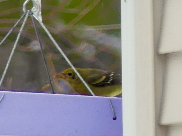 Western Tanager - ML613454729