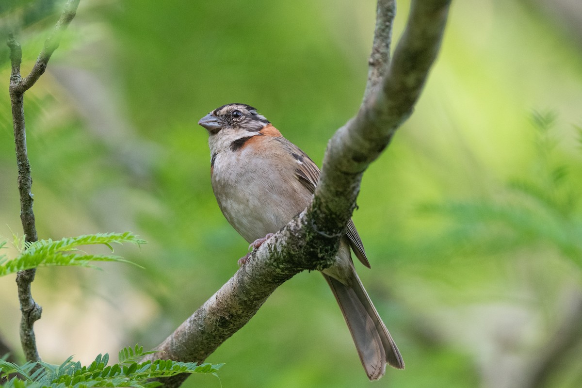 Rufous-collared Sparrow - ML613454771