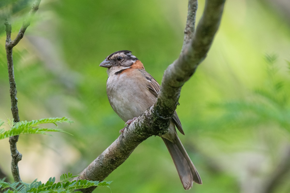 Rufous-collared Sparrow - Forrest English