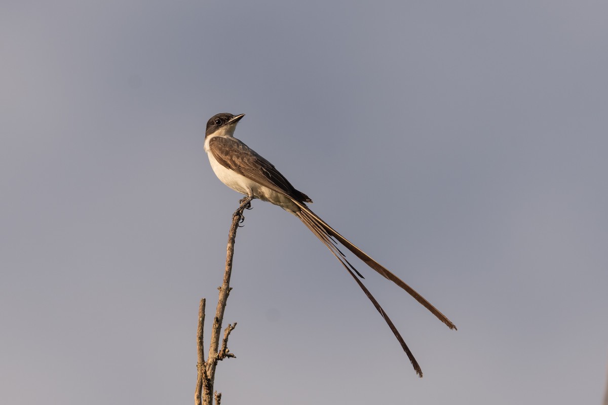 Fork-tailed Flycatcher - ML613454787