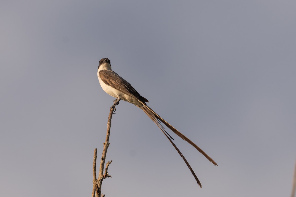 Fork-tailed Flycatcher - ML613454788