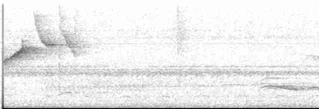 Dusky-tailed Antbird - ML613454806