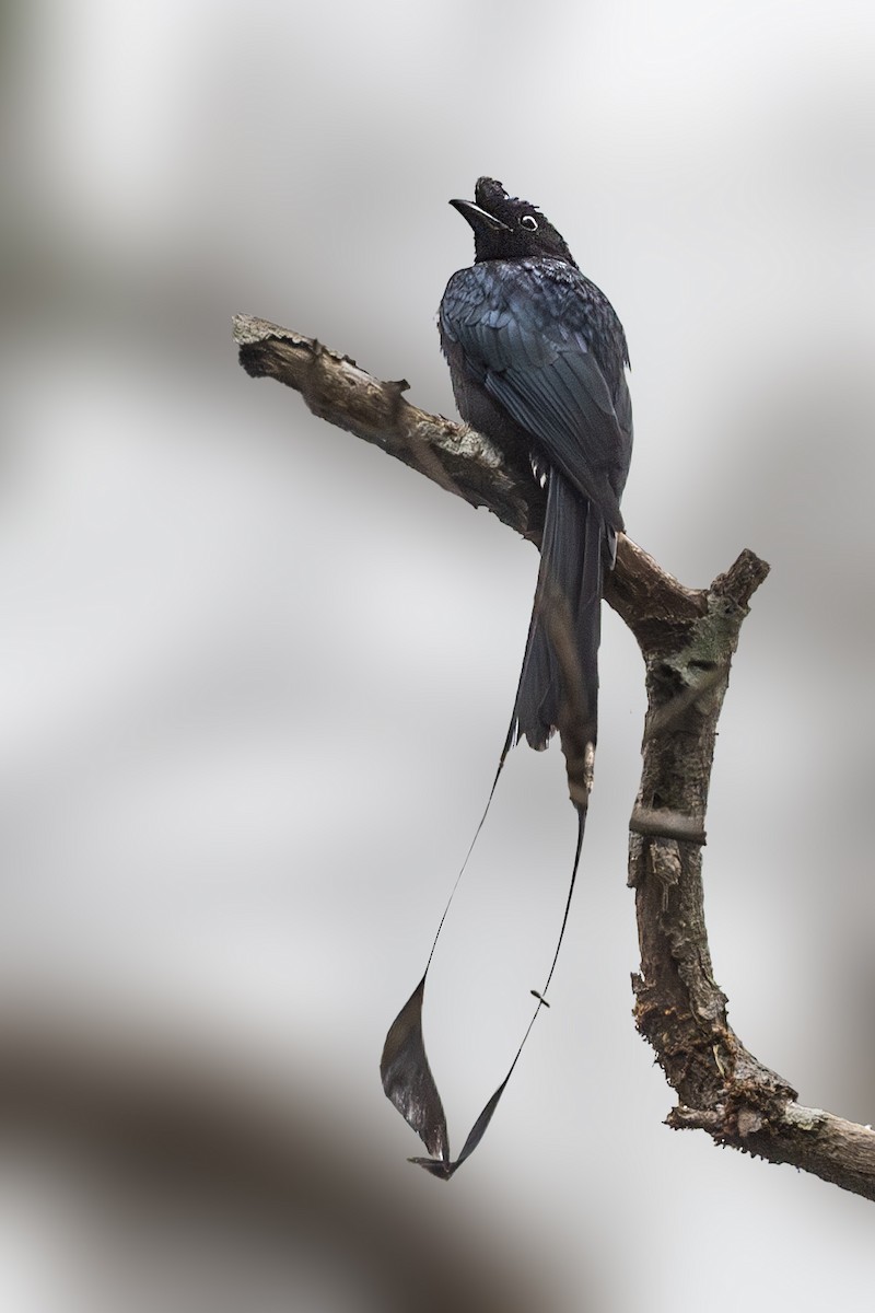 Greater Racket-tailed Drongo - ML613454872