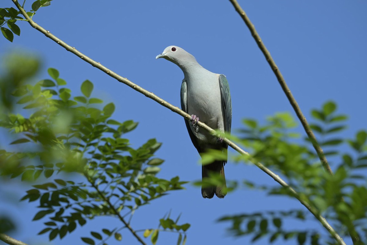 Green Imperial-Pigeon - ML613454982
