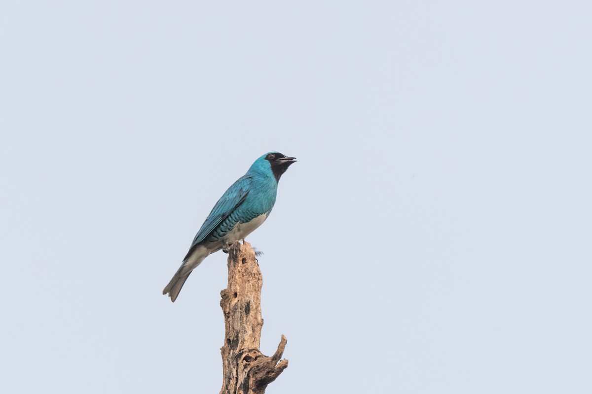 Swallow Tanager - ML613455007