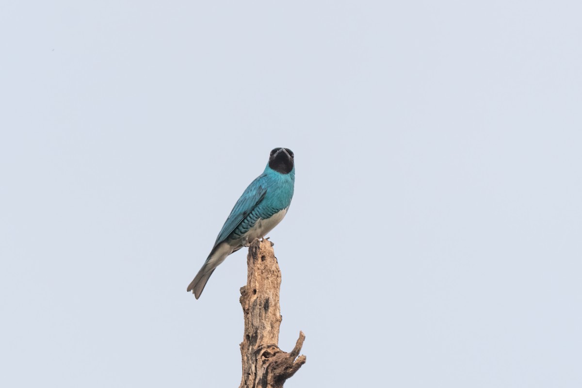 Swallow Tanager - ML613455008
