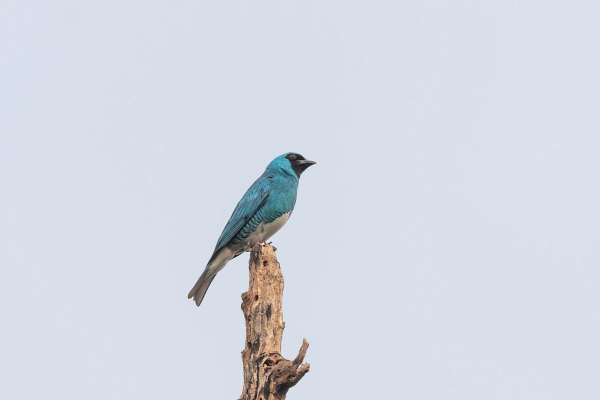 Swallow Tanager - ML613455009