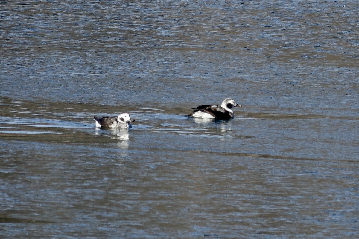 Long-tailed Duck - ML613455243