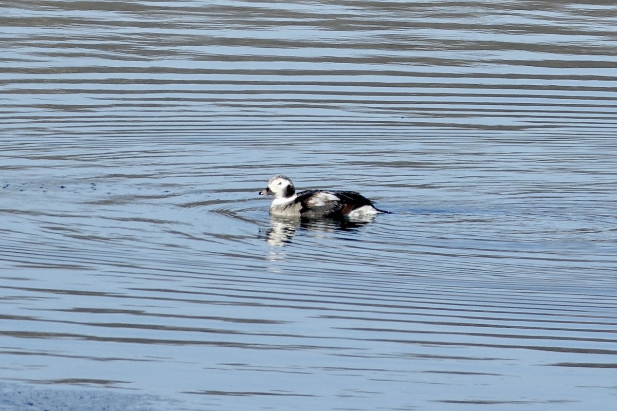 Long-tailed Duck - ML613455245