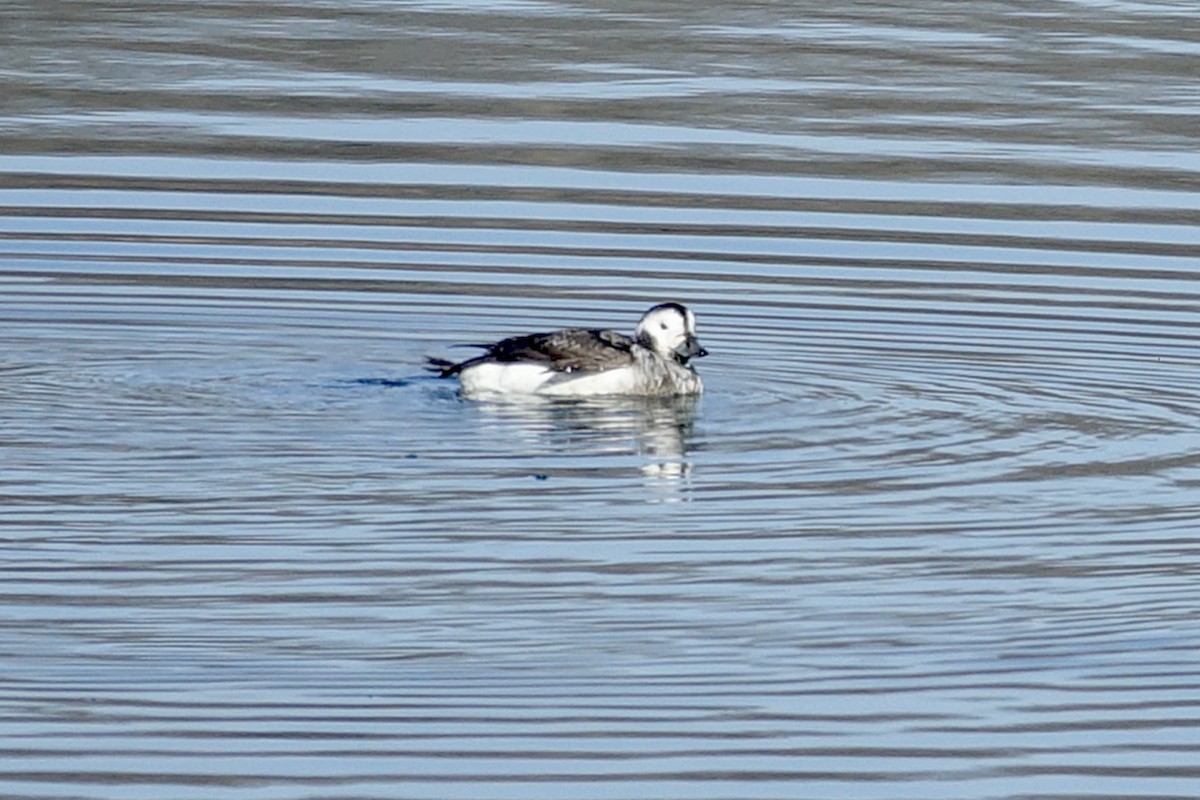 Long-tailed Duck - ML613455247