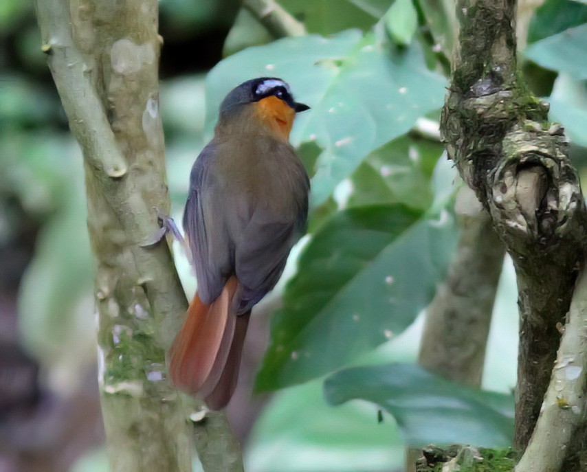 Gray-winged Robin-Chat - ML613455289