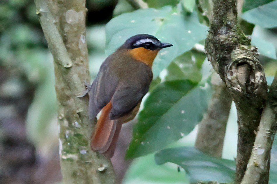 Gray-winged Robin-Chat - ML613455291