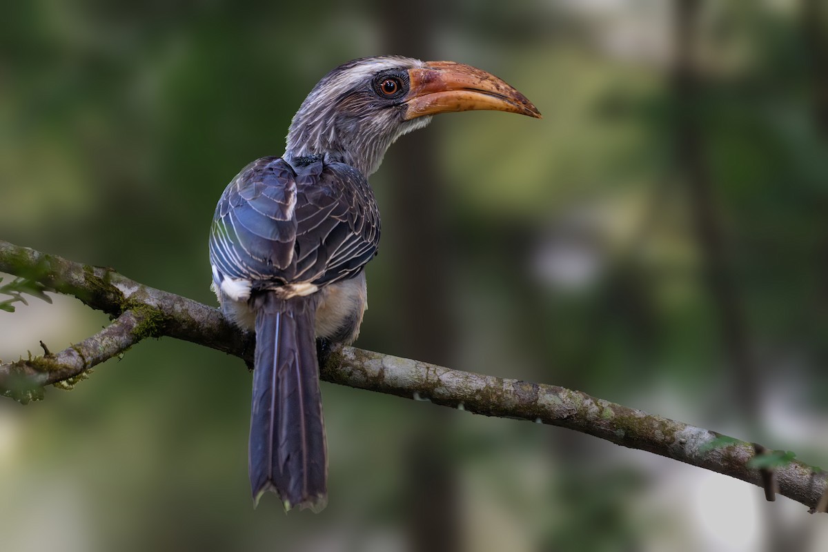 Malabar Gray Hornbill - Vivek Saggar