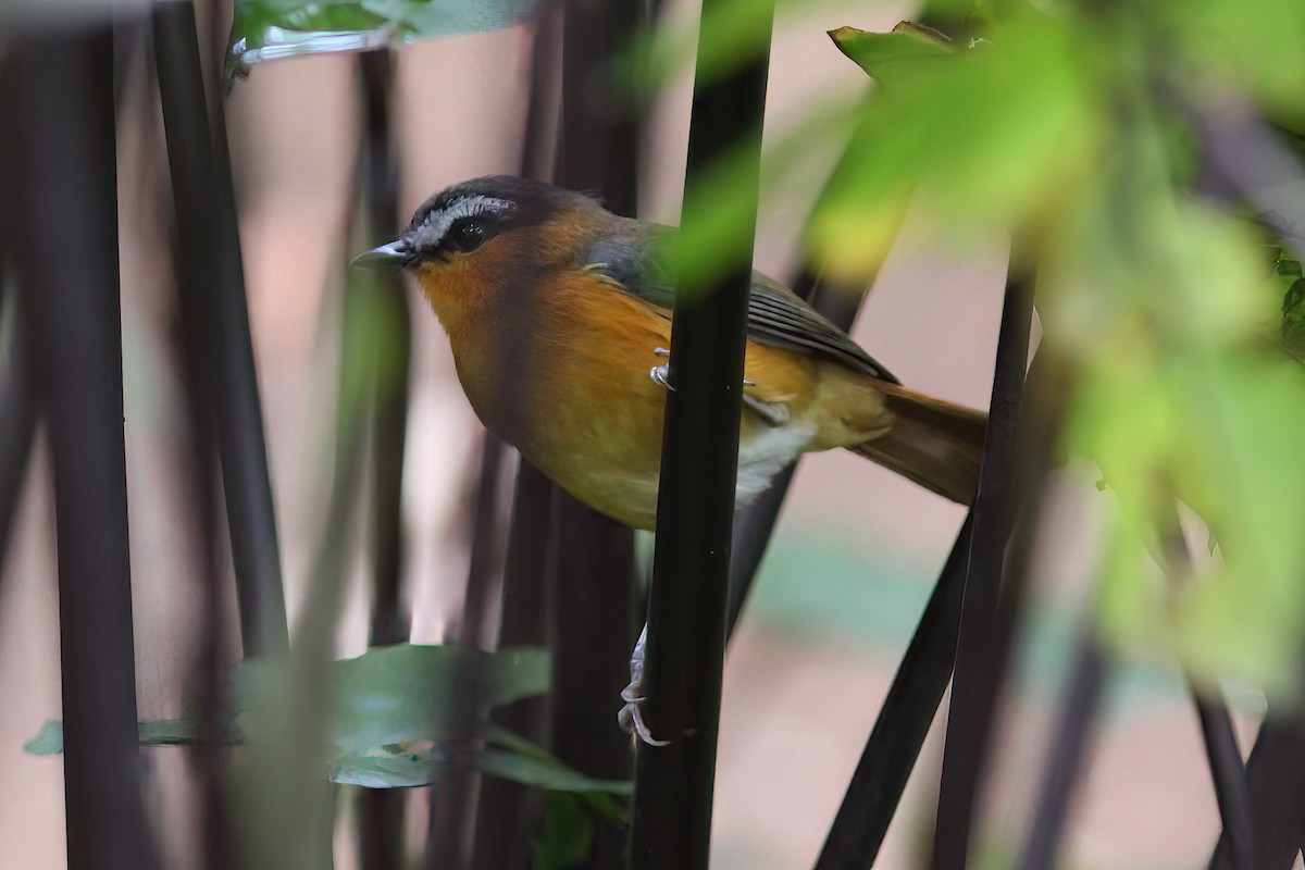 Gray-winged Robin-Chat - ML613455302