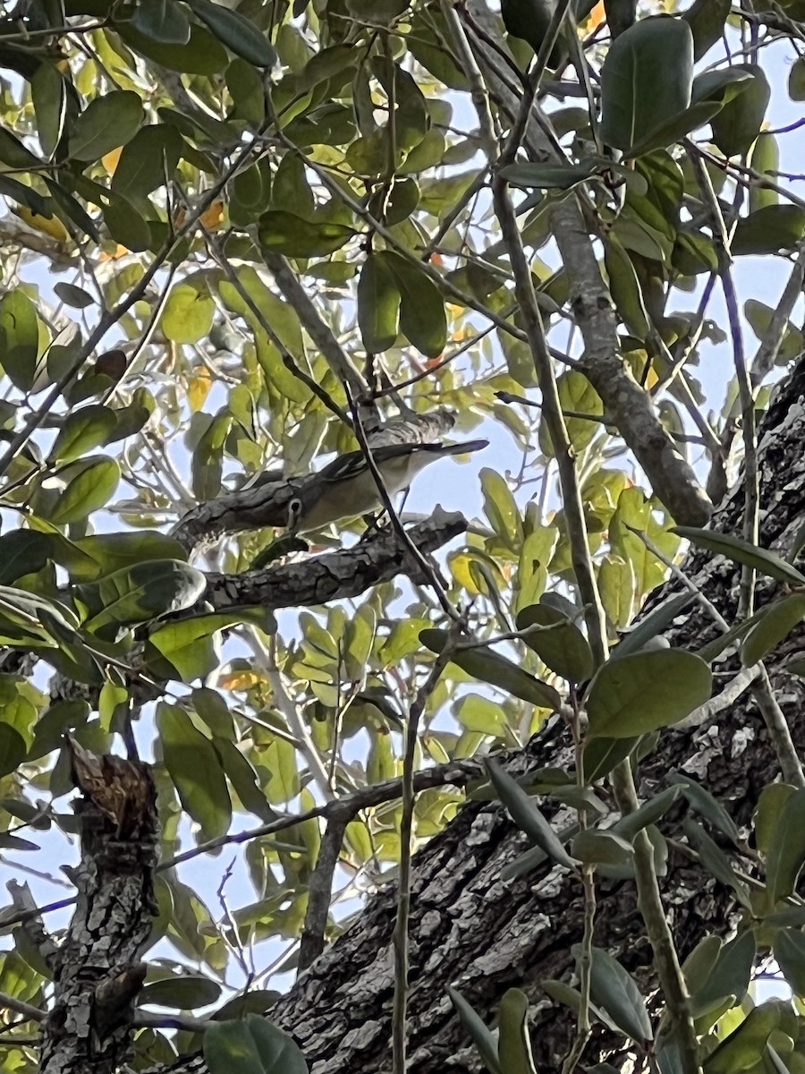 eBird Checklist 13 Jan 2024 Raymondville Memorial Park Cemetery