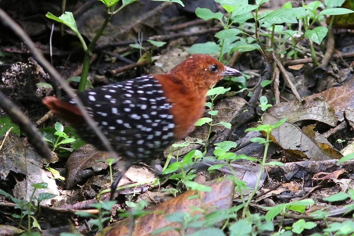 White-spotted Flufftail - ML613455504