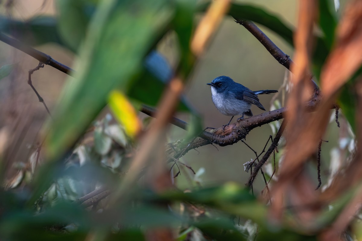 Slaty-blue Flycatcher - Deepak Budhathoki 🦉
