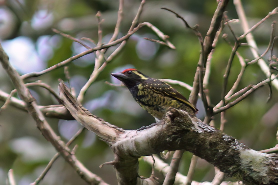 Yellow-spotted Barbet - ML613455555