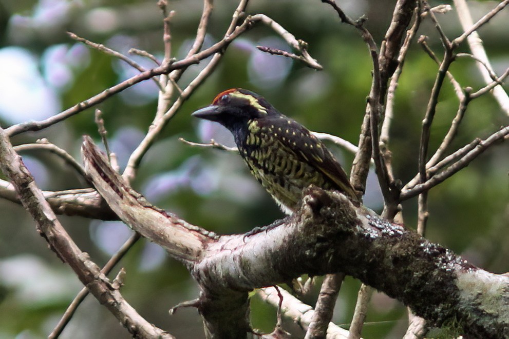 Yellow-spotted Barbet - ML613455560