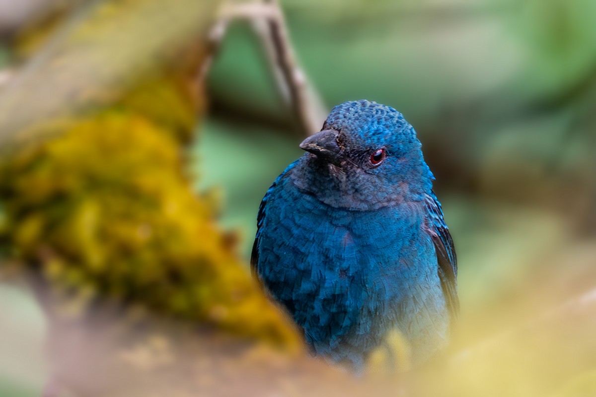 Asian Fairy-bluebird - ML613455582