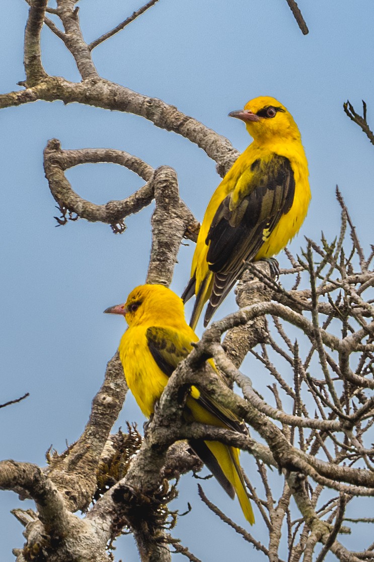 Indian Golden Oriole - ML613455858