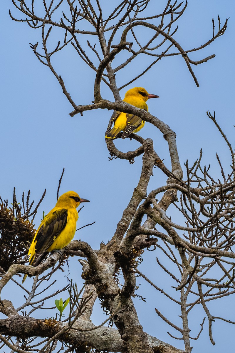 Indian Golden Oriole - ML613455859