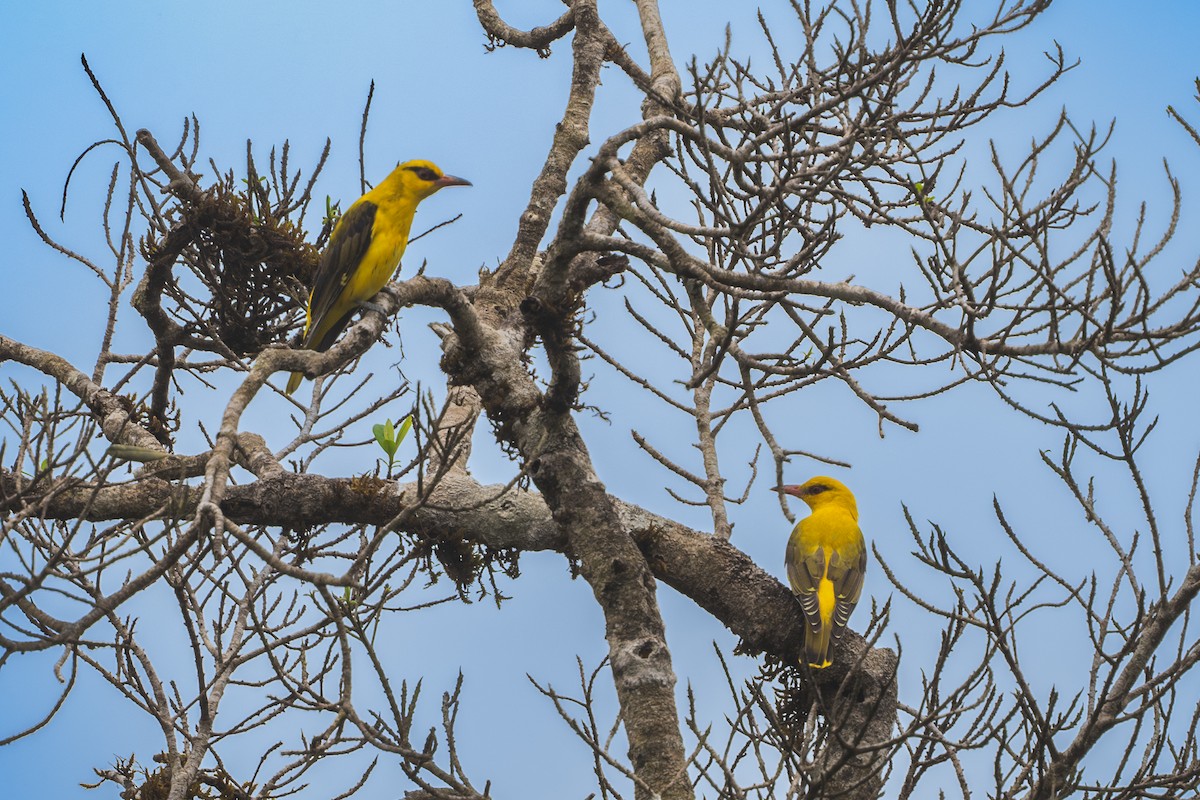 Indian Golden Oriole - ML613455860