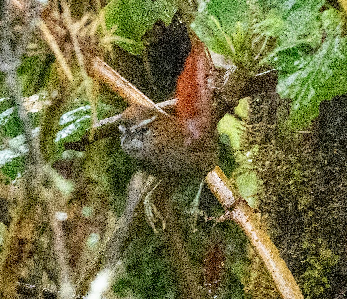 White-browed Spinetail - ML613456083