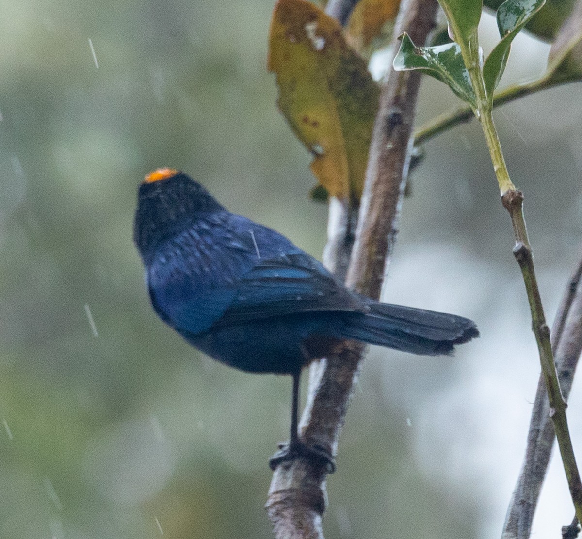 Golden-crowned Tanager - ML613456157