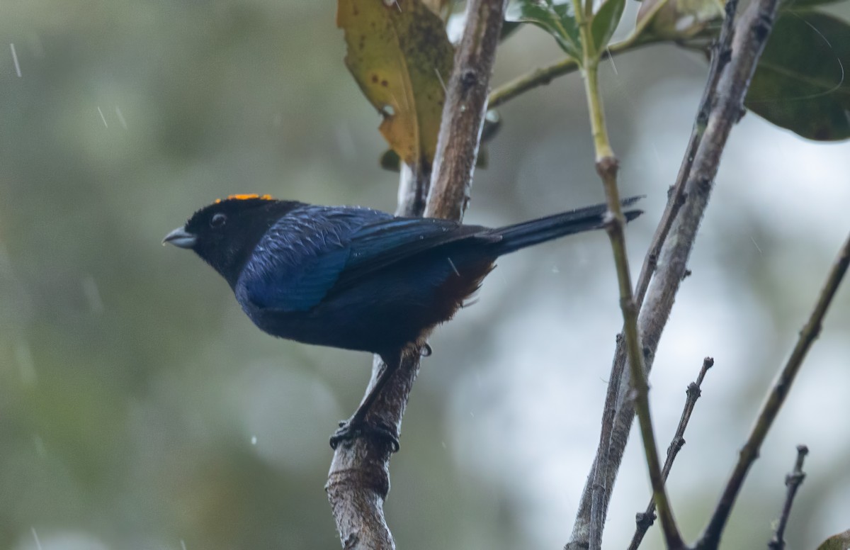 Golden-crowned Tanager - ML613456158