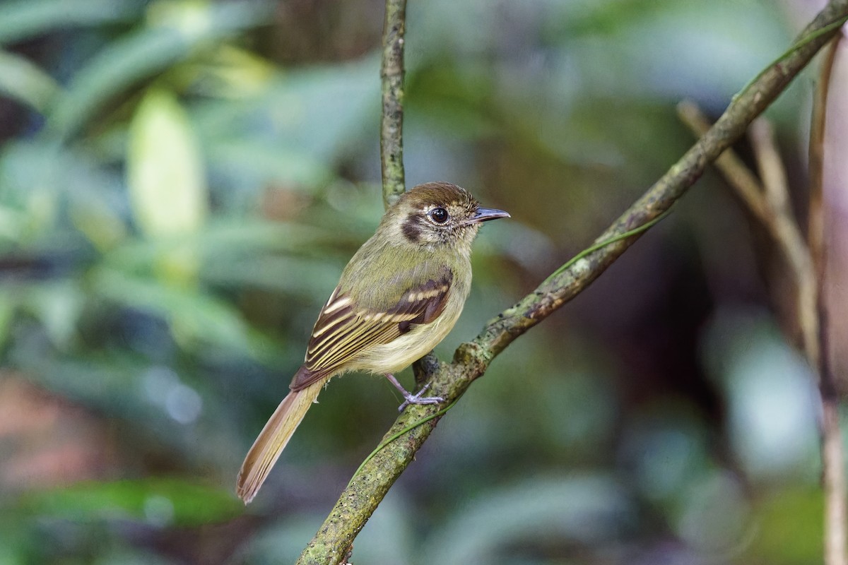Sepia-capped Flycatcher - ML613456350