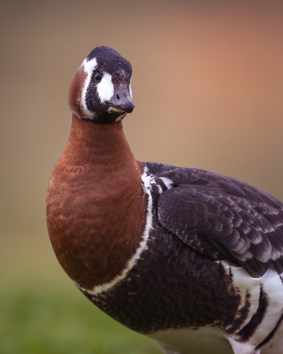 Red-breasted Goose - Emre Ceylan