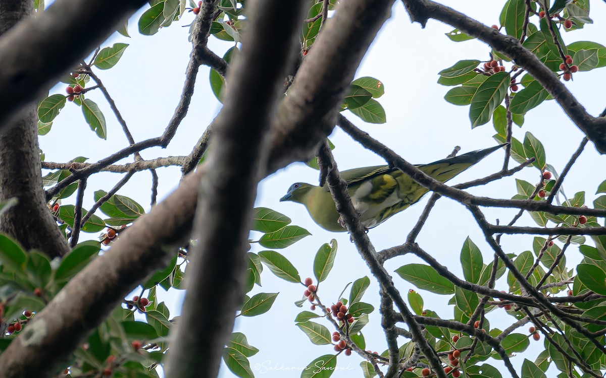 Yellow-vented Green-Pigeon - ML613456588