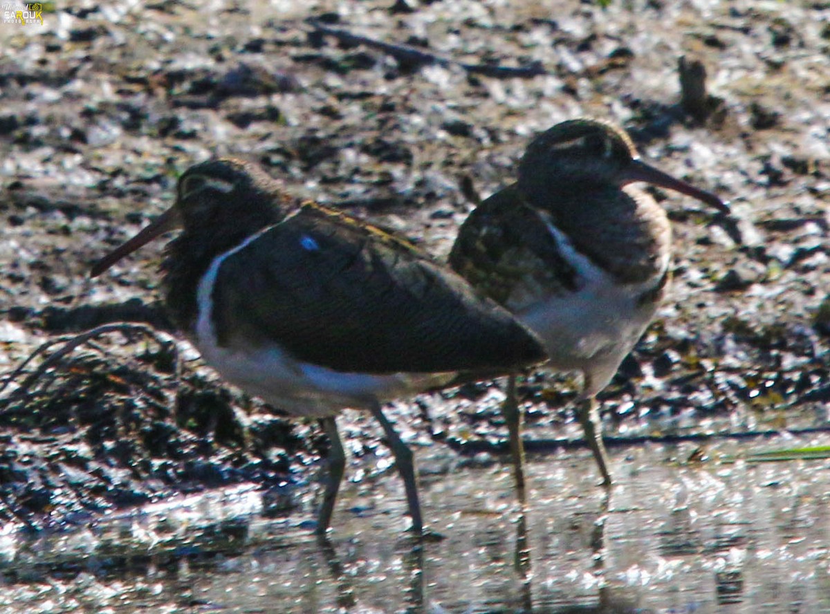 Greater Painted-Snipe - ML613456897