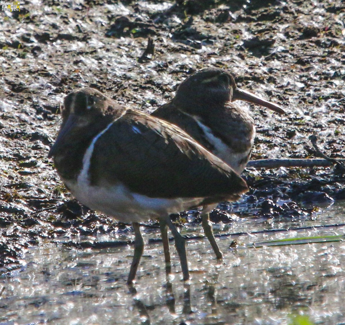 Greater Painted-Snipe - ML613456898