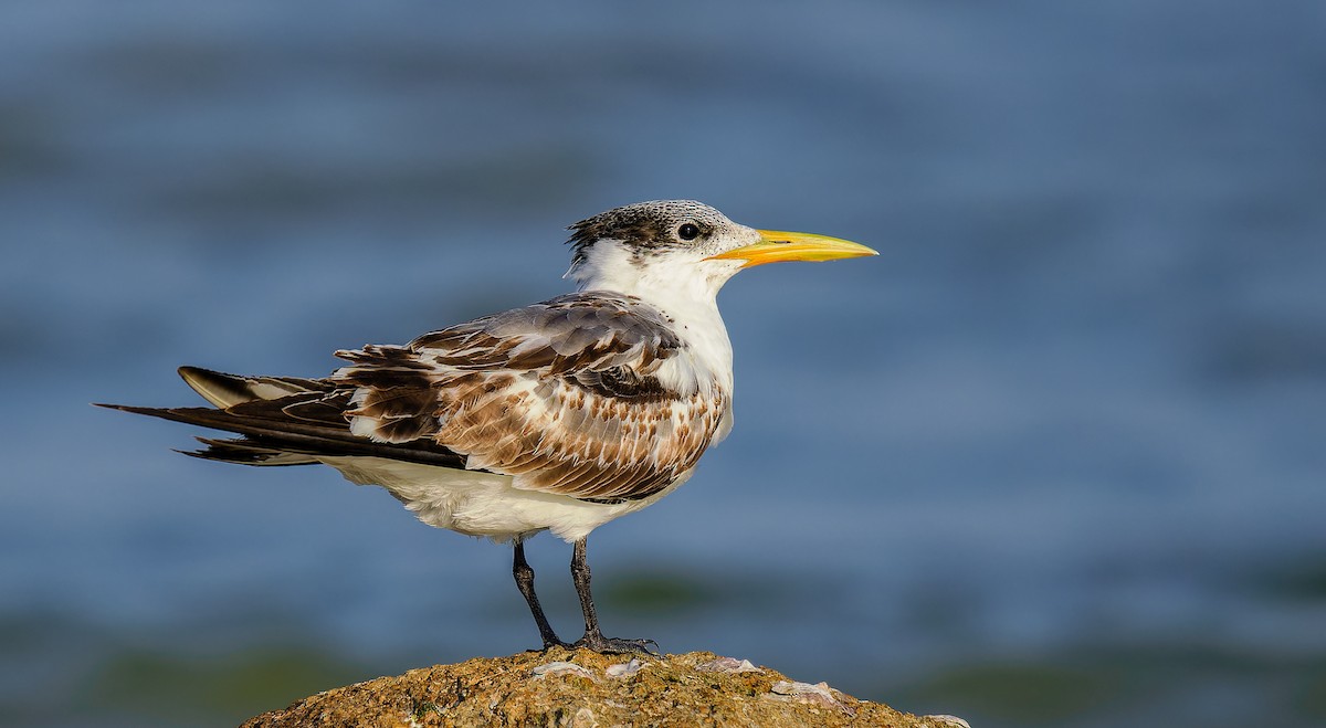 Great Crested Tern - ML613457614