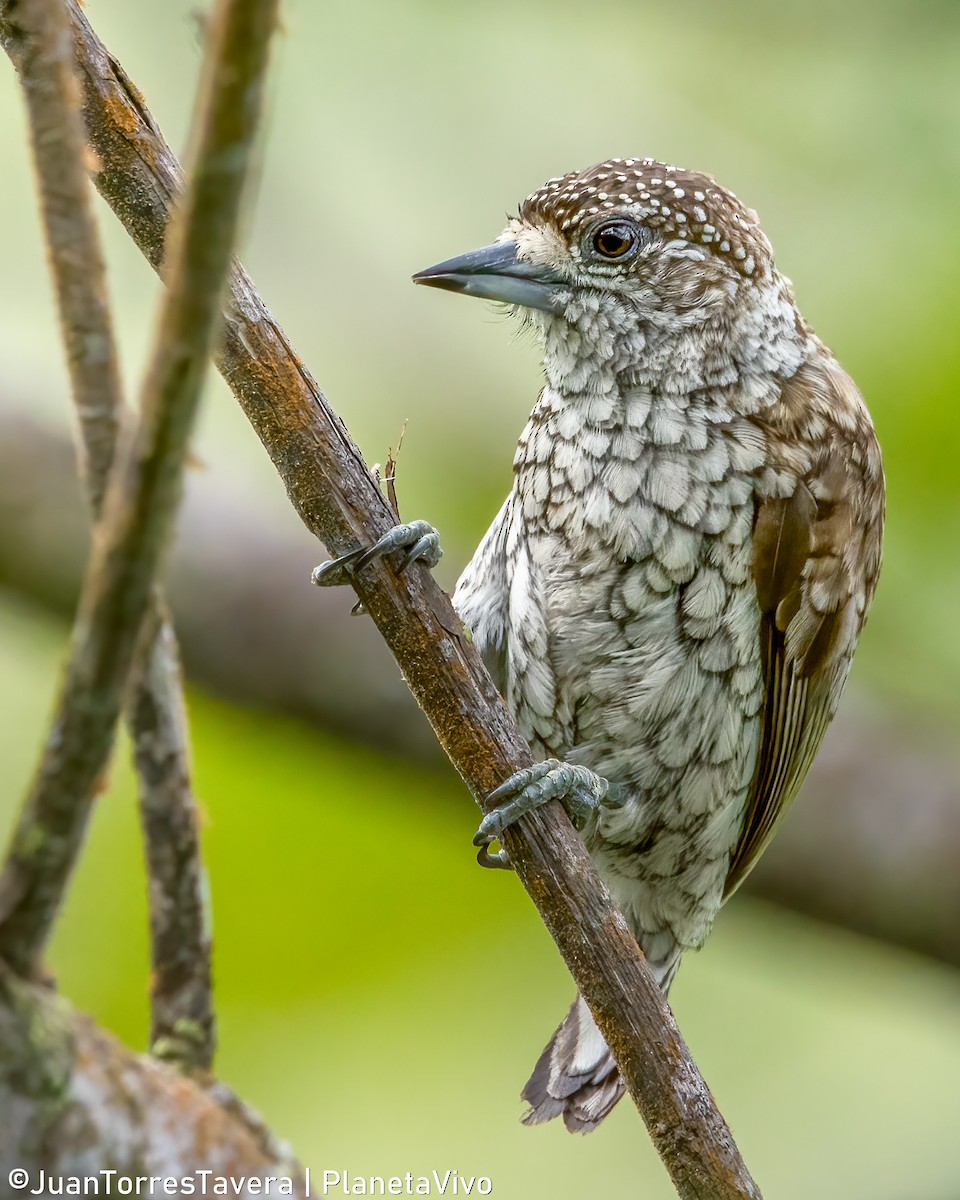 Scaled Piculet - ML613457639