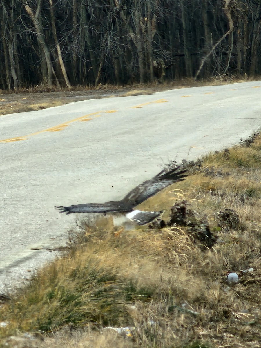 eBird Checklist 13 Jan 2024 HighHowse Road, Henderson, Kentucky