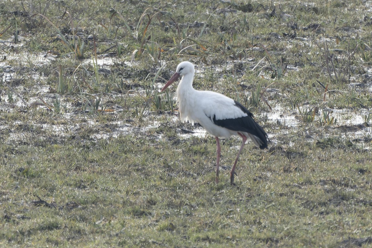 White Stork - ML613458108