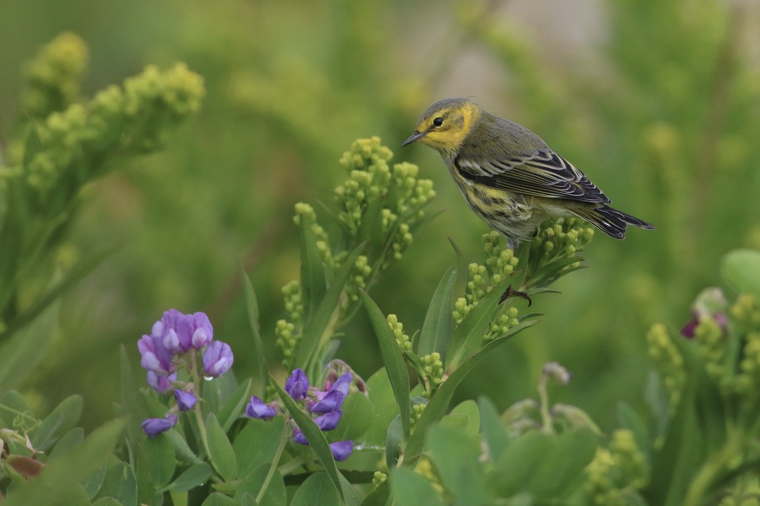 Cape May Warbler - ML613458368