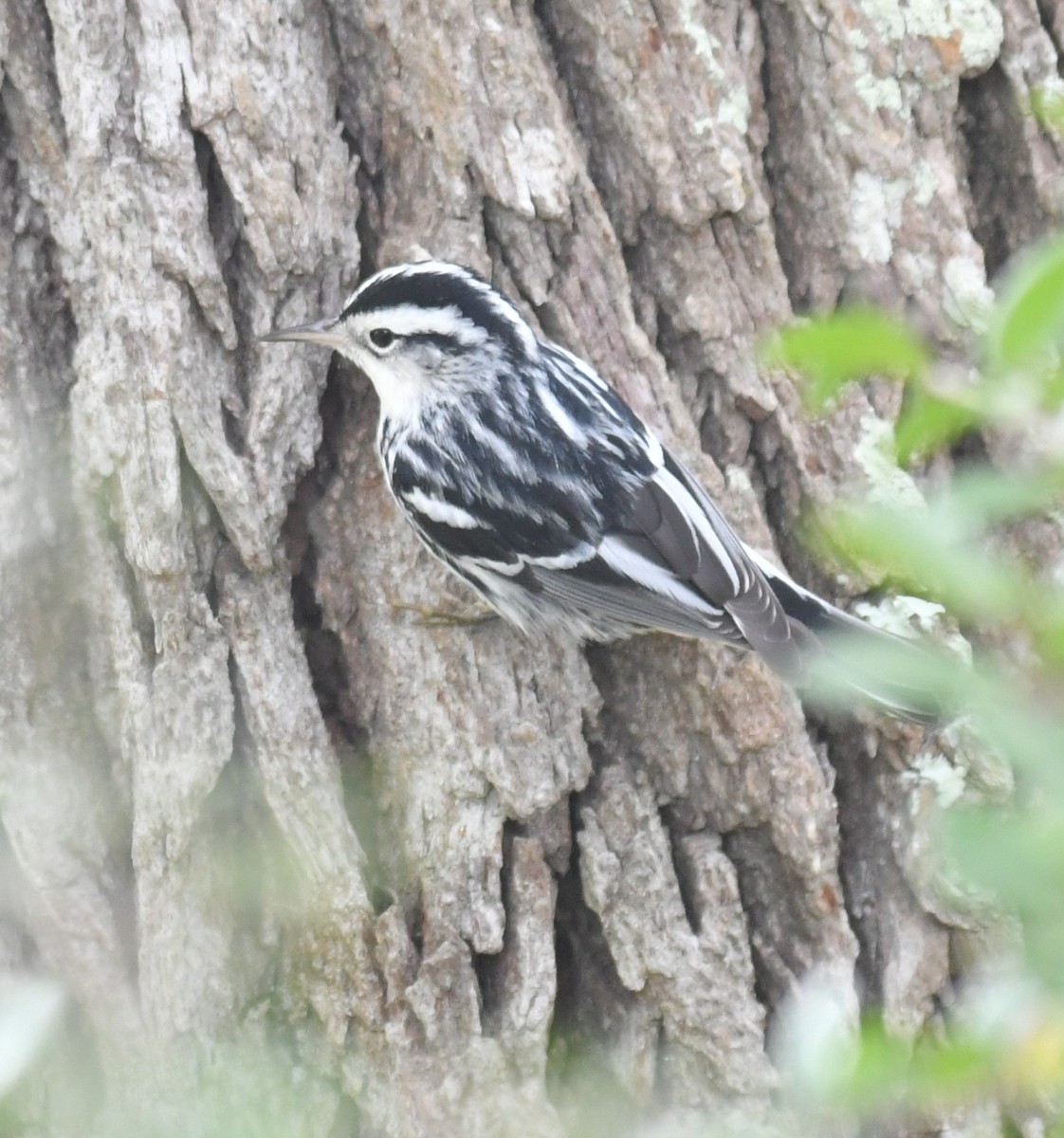 North Carolina Bird Atlas Checklist 13 Jan 2024 Brunswick Town