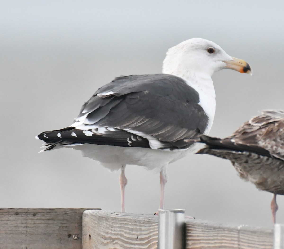 North Carolina Bird Atlas Checklist 13 Jan 2024 Long Beach Pier