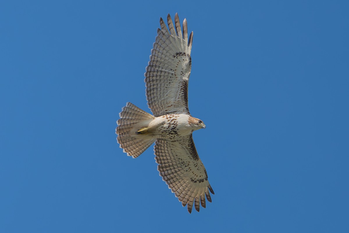 eBird Checklist - 13 Jan 2024 - High Ridge Scrub Natural Area - 12 species