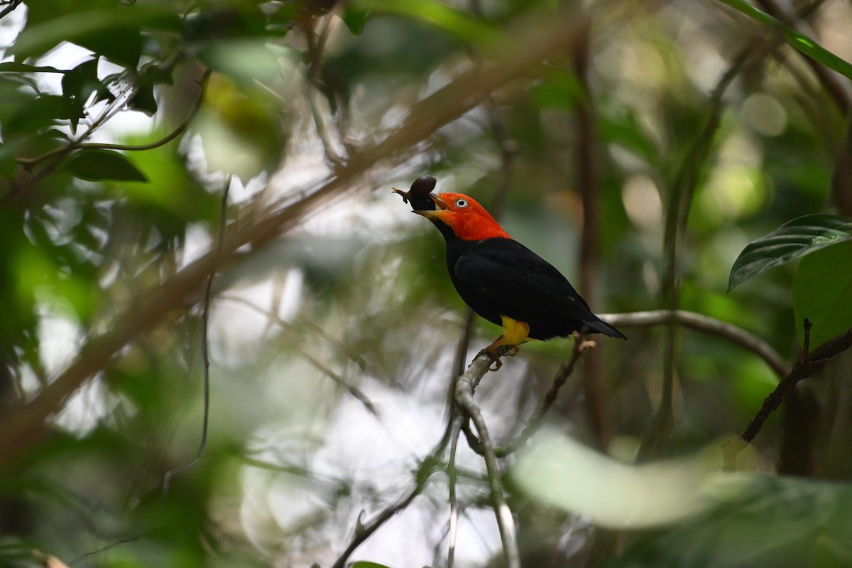 Red-capped Manakin - D T