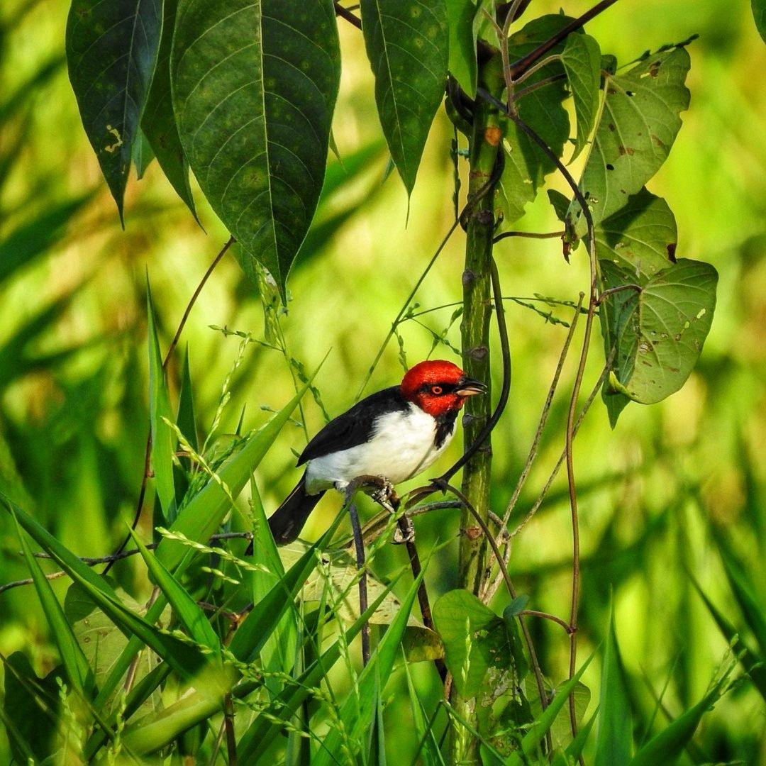 Red-capped Cardinal - ML613458659