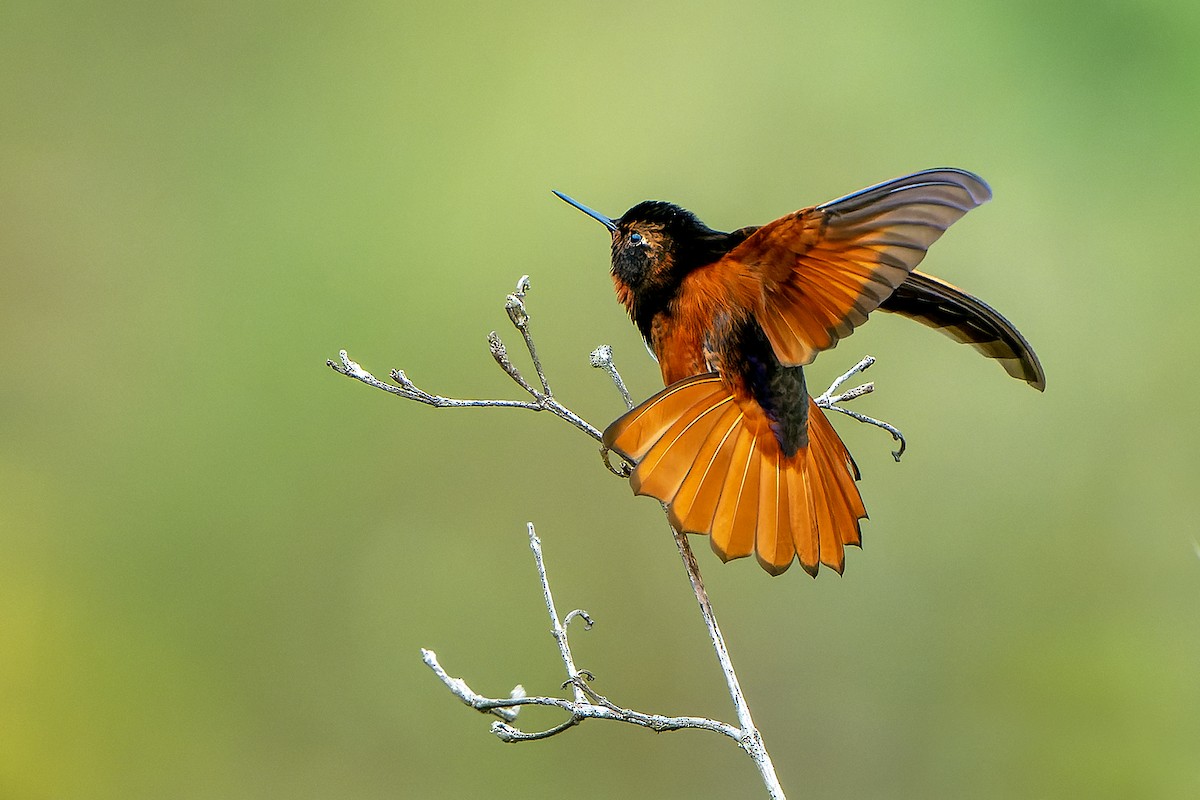 kolibřík zábludový - ML613458828