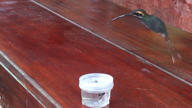 Усатый колибри-отшельник - ML613458986