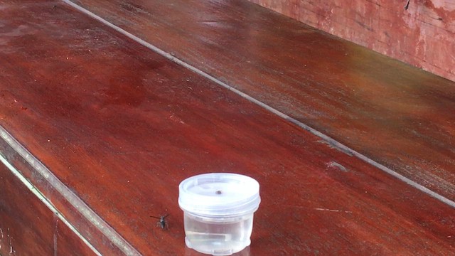 Усатый колибри-отшельник - ML613458988